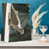 Plaque Photo La colombe en deuil (Côté)