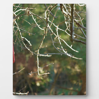 Plaque Photo La lanterne