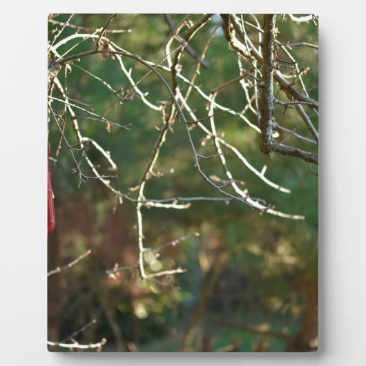 Plaque Photo La lanterne (Devant)