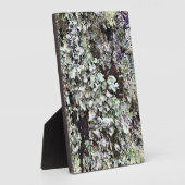 Plaque Photo La mousse sur un arbre, Cape Disdéception, Washing (Côté)