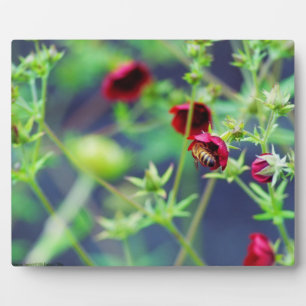 Plaque Photo L'abeille à la fleur rouge
