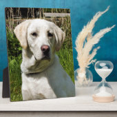 PLAQUE PHOTO LABRADOR (Côté)