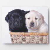 Plaque Photo Labrador Retriever puppies (Devant)