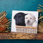 Plaque Photo Labrador Retriever puppies (Côté)