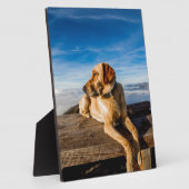 Plaque Photo Labrador sur la plage (Côté)