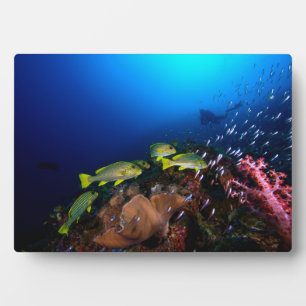Plaque Photo Laja Ampat Underwater 3