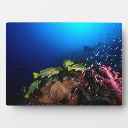 Plaque Photo Laja Ampat Underwater 3 (Devant)