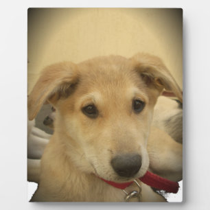 Plaque Photo L'amour des chiots : le meilleur ami de l'homme