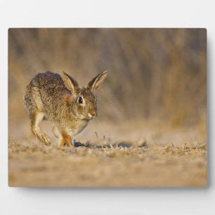 Plaque Photo lapin à queue blanche sautant