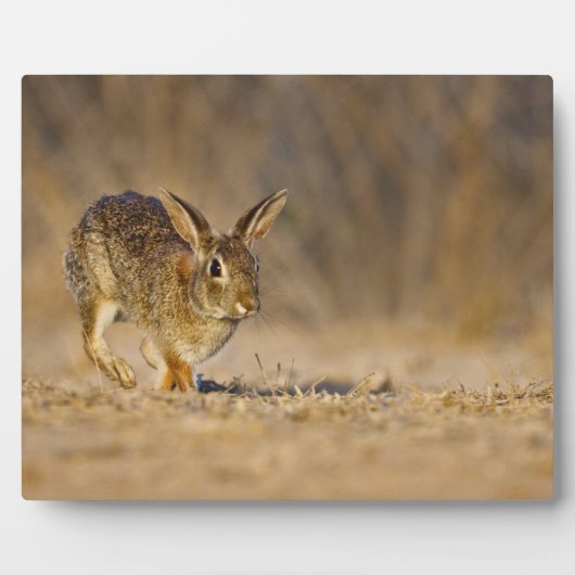 Plaque Photo lapin à queue blanche sautant (Devant)