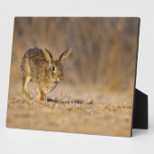 Plaque Photo lapin à queue blanche sautant (Côté)