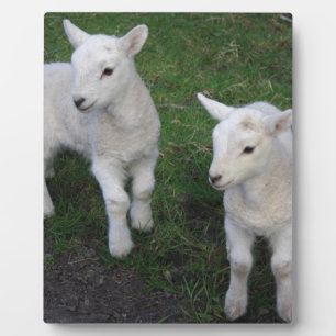 Plaque Photo Le bébé mignon de ranch de ferme jumelle l'agneau