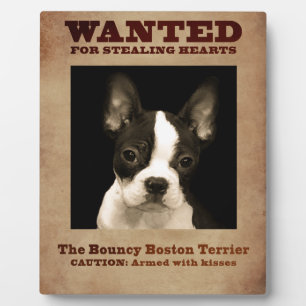 Plaque Photo Le Boston Terrier sauteur