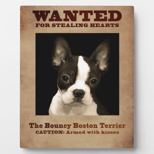 Plaque Photo Le Boston Terrier sauteur (Devant)