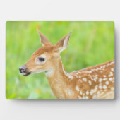 Plaque Photo Le cerf de Virginie | Minnesota (Devant)