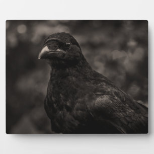 Plaque Photo Le chercheur