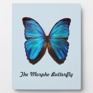 Plaque Photo Le papillon Morpho