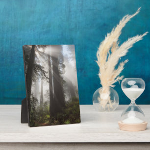 Plaque Photo Le parc national de Redwood Californie