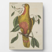Plaque Photo "Le perroquet du Paradis" (Devant)