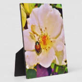 Plaque Photo Le scarabée japonais sur la rose blanche (Côté)