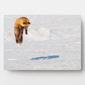 Plaque Photo Leap Fox | Yukon, Canada (Devant)