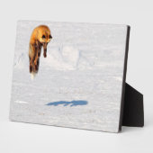 Plaque Photo Leap Fox | Yukon, Canada (Côté)