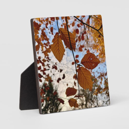 Plaque Photo Leaves (Recto)