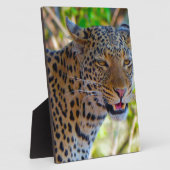 Plaque Photo Leopard tacheté (Côté)