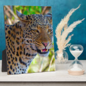 Plaque Photo Leopard tacheté (Côté)