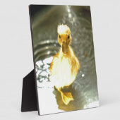 Plaque Photo Les canards ont un bain. (Côté)