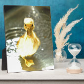 Plaque Photo Les canards ont un bain. (Côté)