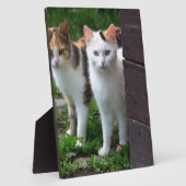 Plaque Photo Les chats jouent (Côté)
