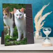 Plaque Photo Les chats jouent (Côté)