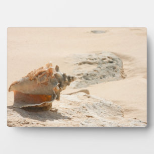 Plaque Photo Les Coquillages Sur La Plage