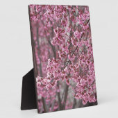 Plaque Photo Les fleurs de cerisiers Sakura sont roses (Côté)