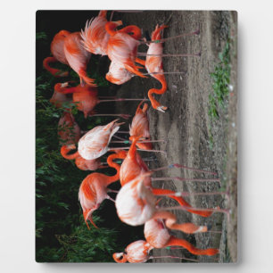 Plaque Photo Les oiseaux de plage tropicaux Flamants roses de d