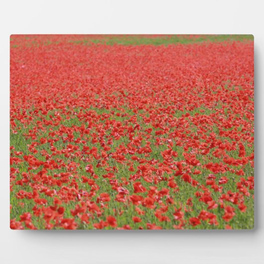 Plaque Photo Les pavots - des milliers ! (Devant)