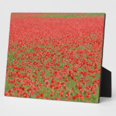Plaque Photo Les pavots - des milliers ! (Côté)