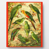 Plaque Photo Les perroquets (Devant)