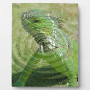 Plaque Photo L'iguane vert