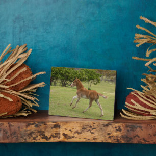 Plaque Photo L'île de Pâques aka Rapa Nui