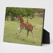 Plaque Photo L'île de Pâques aka Rapa Nui (Côté)