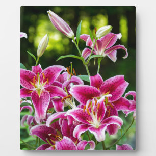 Plaque Photo Lilies Stargazer