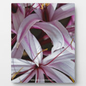 Plaque Photo Liliums (Devant)
