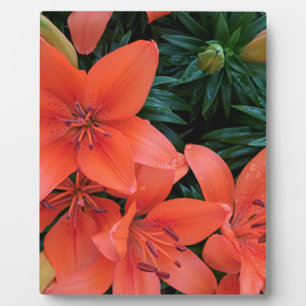 Plaque Photo Lily orange