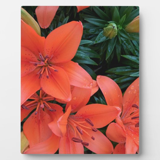 Plaque Photo Lily orange (Devant)