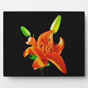 Plaque Photo Lily orange sur noir