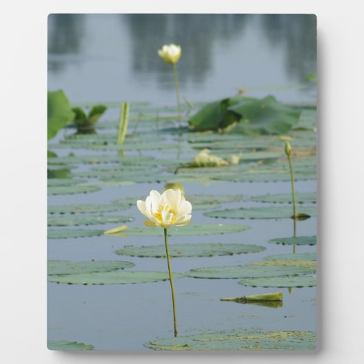 Plaque Photo Lily Pad (Devant)