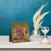 Plaque Photo Lion Cubs (Insitu)
