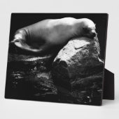 Plaque Photo Lion de mer dormant .1781 (Côté)